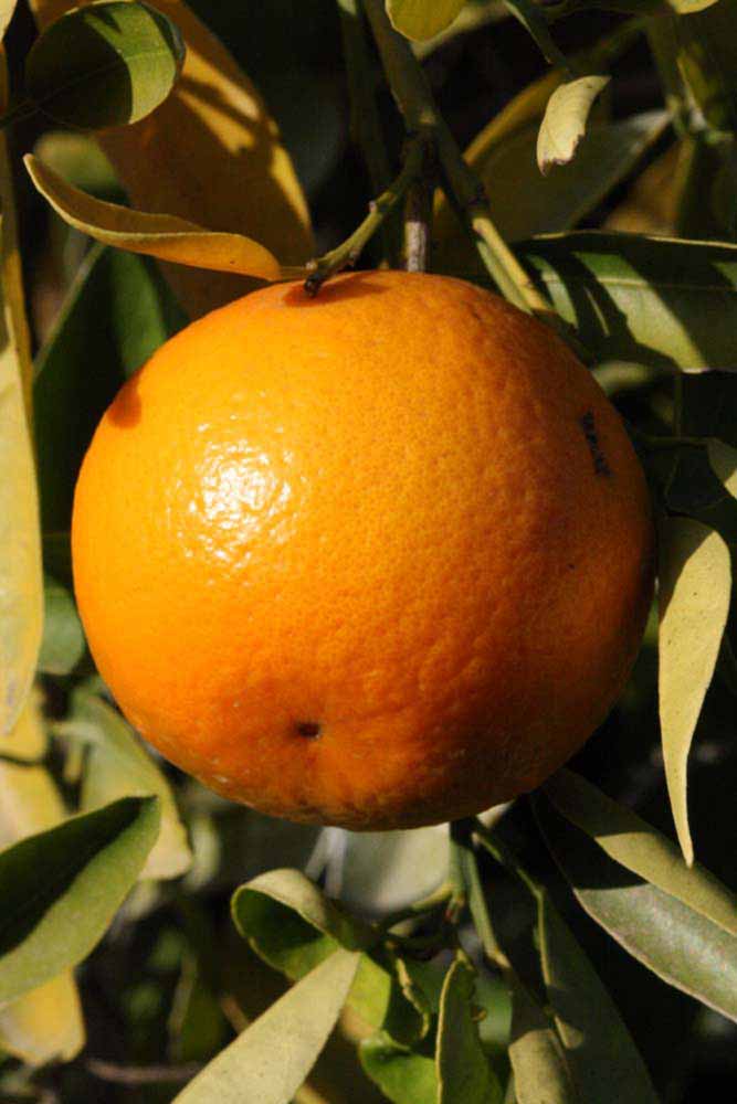              Fruit (Riverside, CA)       